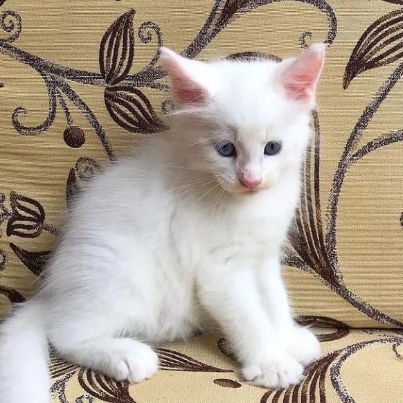 maine coon kitten 