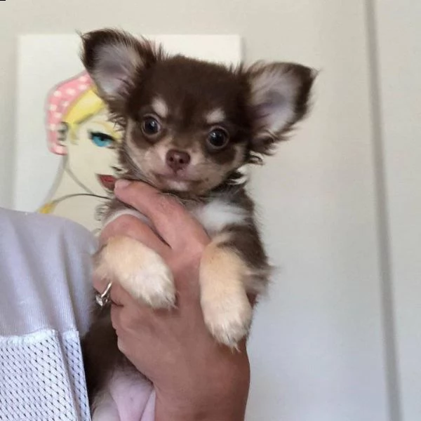 cuccioli di chihuahua registrati akc pronti per l'adozione. abbiamo due adorabili cuccioli di chihua