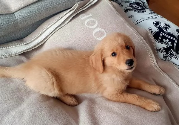 splendido cucciolo di golden retriever ❤️ | Foto 1