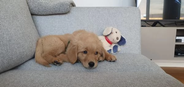 splendido cucciolo di golden retriever ❤️ | Foto 0