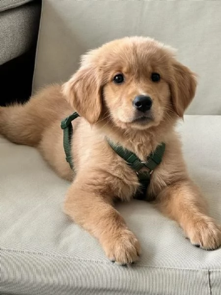 splendido cucciolo di golden retriever ❤️