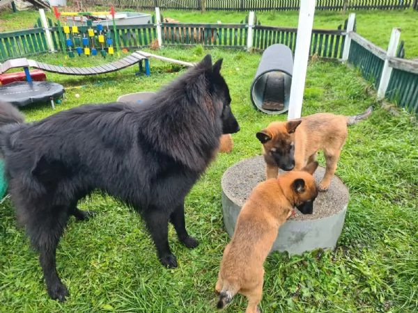 3 cuccioli di pastore belga malinois | Foto 2