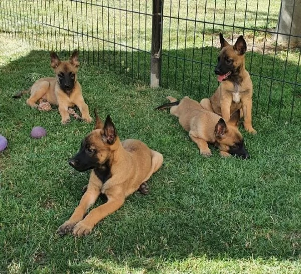 3 cuccioli di pastore belga malinois | Foto 1