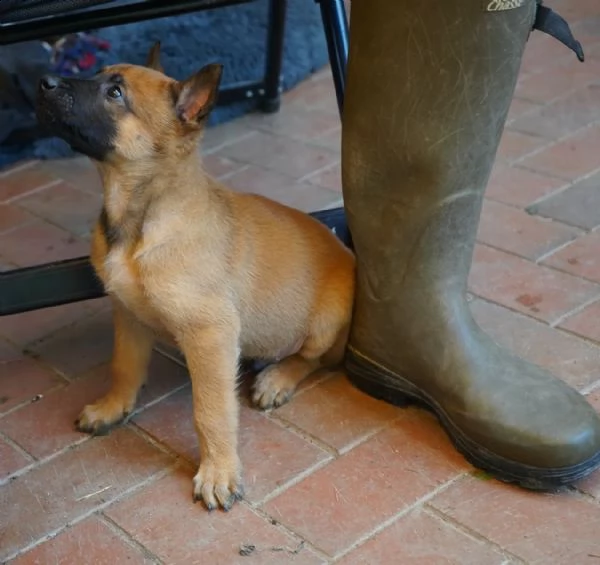 3 cuccioli di pastore belga malinois