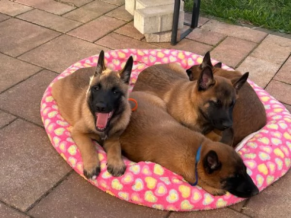 3 cuccioli di pastore belga malinois | Foto 0