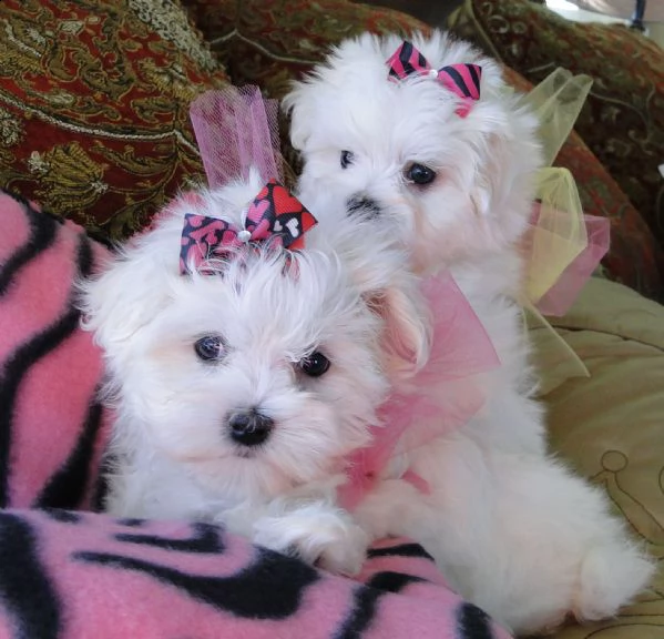 fantastici cuccioli maltesi teacup disponibili per il tuo nuovo membro della famiglia cucciolata san