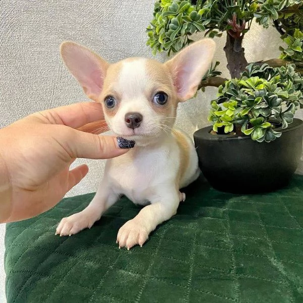 cuccioli di chihuahua maschi e femmine disponibili per una casa premurosa e amorevole. sono molto sa