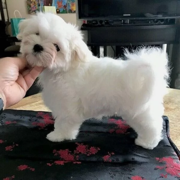 bellissimi cuccioli di maltese bianchi disponibili gratis due cuccioli di maltese bianco pulito in c