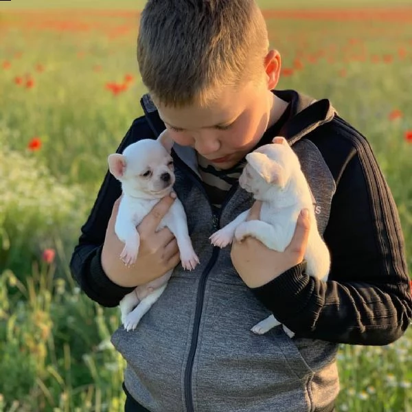 bellissimi cuccioli di chihuahua in adozione maschi e femmine darling teacup triple coat white teacu