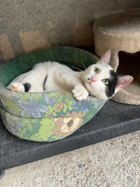 JIGEN, bellissimo gattone occhi verdi cerca casa!