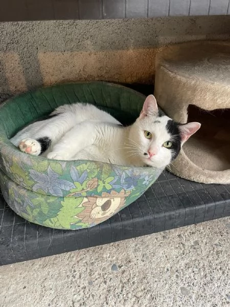 JIGEN, bellissimo gattone occhi verdi cerca casa! | Foto 1