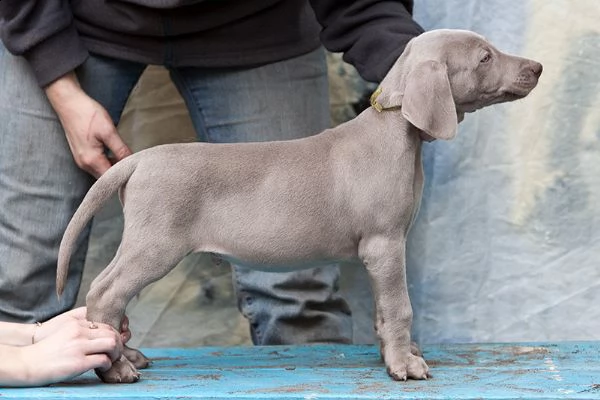 cuccioli di weimaraner taglia grande 