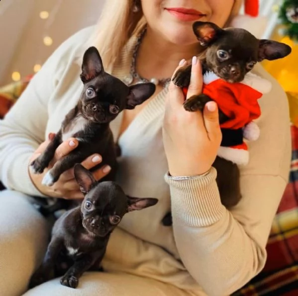 ottimi cuccioli di chihuahua regalo gratuito per la tua famiglia non siamo allevatori. siamo una fam