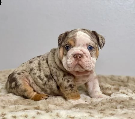 simpatici cuccioli di bulldog inglese