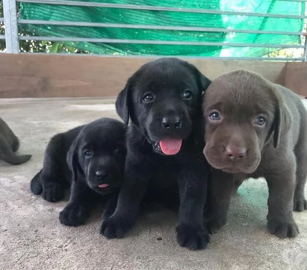 cuccioli di labrador pronti