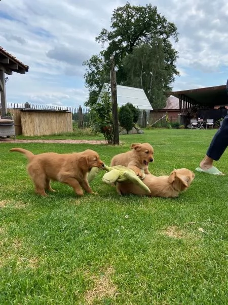 cuccioli di golden retriever in cerca di una nuova casa