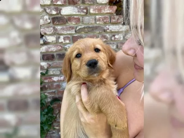 cuccioli di golden retriever in cerca di una nuova casa | Foto 3