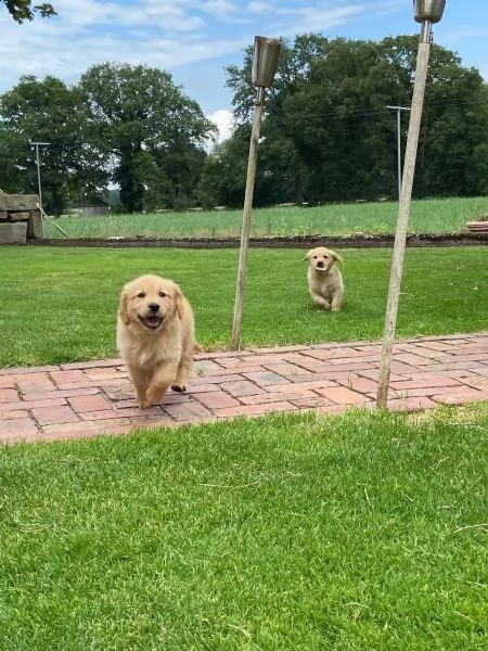 cuccioli di golden retriever in cerca di una nuova casa | Foto 2