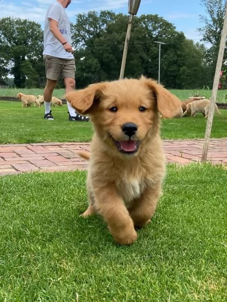 cuccioli di golden retriever in cerca di una nuova casa | Foto 1