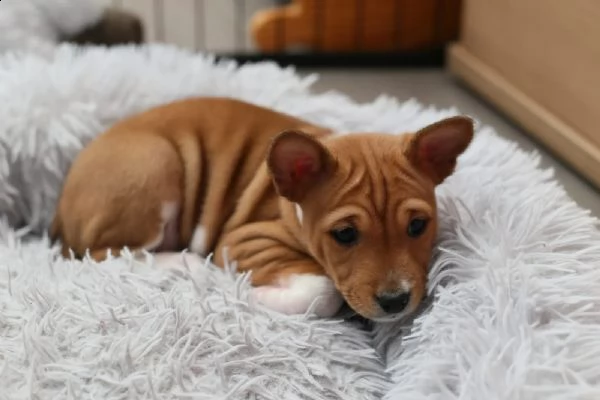 cuccioli basenji di razza pura | Foto 2