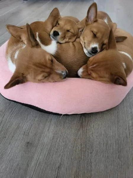 cuccioli basenji di razza pura | Foto 1