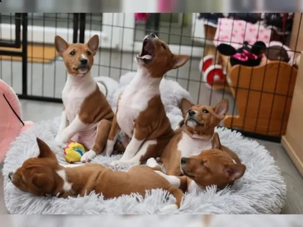 cuccioli basenji di razza pura | Foto 0