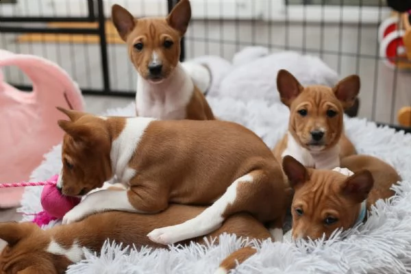 cuccioli basenji di razza pura