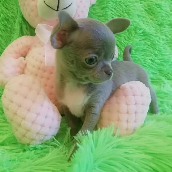 magnifici cuccioli di chihuahua per il reinserimento chihuahua inglese maschio e femmina extra affas