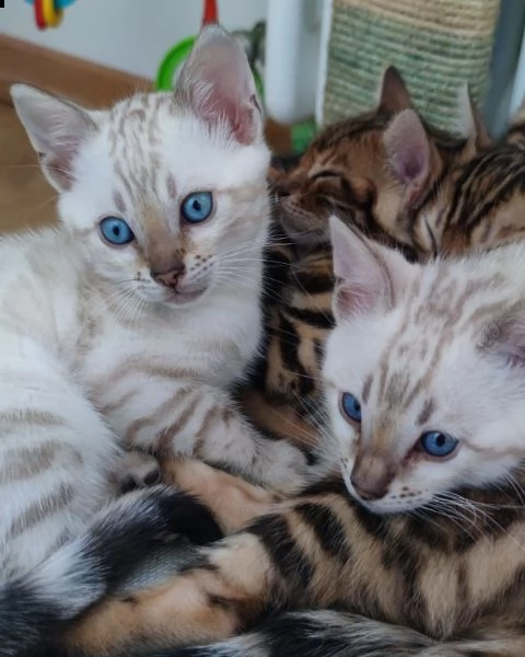 cuccioli di gatto bengala