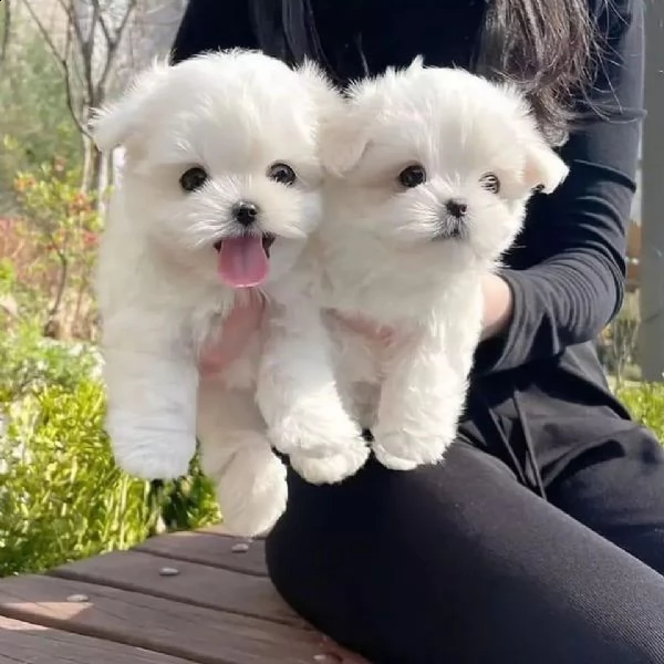  4 dolcissimi cuccioli maltesi (tutti maschi)  buona giornata, vendiamo i nostri 4 bellissimi cuccio