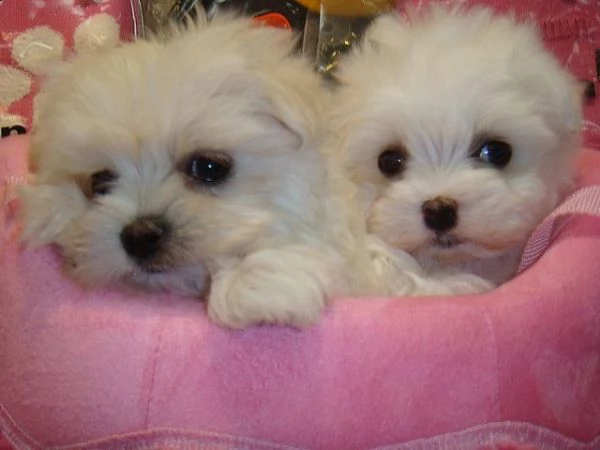 adorabili cuccioli di maltese da tè per una famiglia amorevole abbiamo adorabili cuccioli maltesi ma