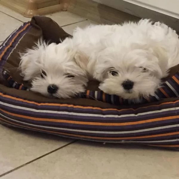 bellissimi cuccioli maltesi akc teacup disponibili per l'adozione per la tua famiglia abbiamo due be