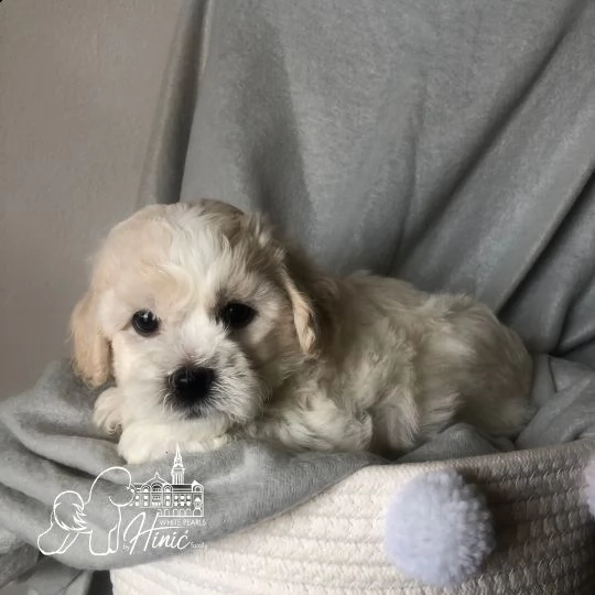 bichon frise cuccioli in vendita | Foto 5