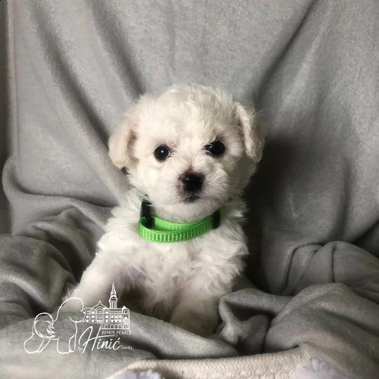 bichon frise cuccioli in vendita | Foto 4