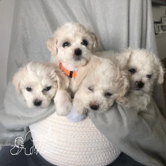 bichon frise cuccioli in vendita | Foto 3