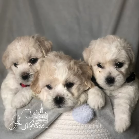 bichon frise cuccioli in vendita