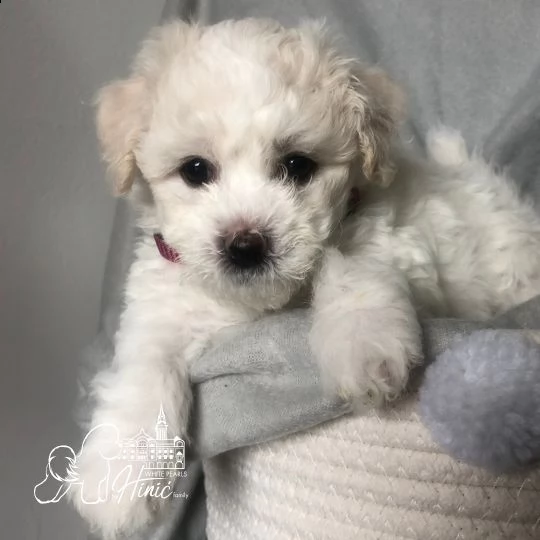 bichon frise cuccioli in vendita | Foto 0