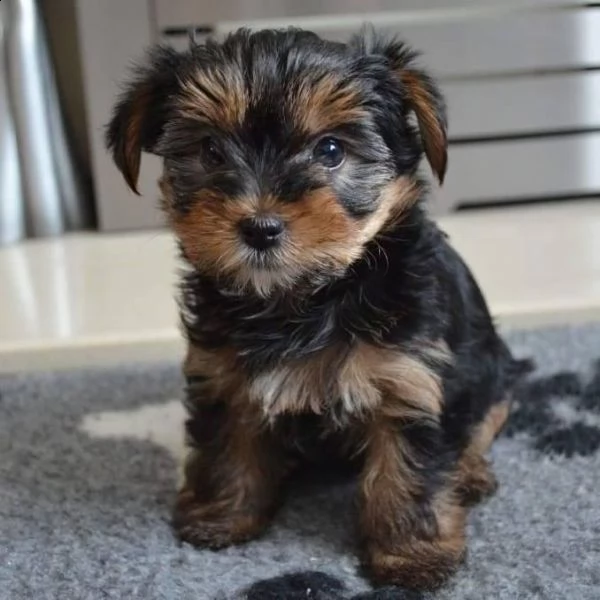 cuccioli di yorkie assolutamente sani disponibili per l'adozione   sono registrati e dotati di docum