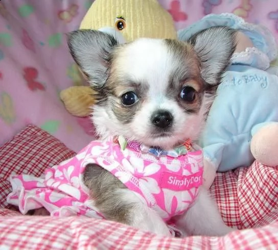 adorabili cuccioli di chihuahua eccezionali in cerca di una nuova casa adorabili cuccioli di chihuah