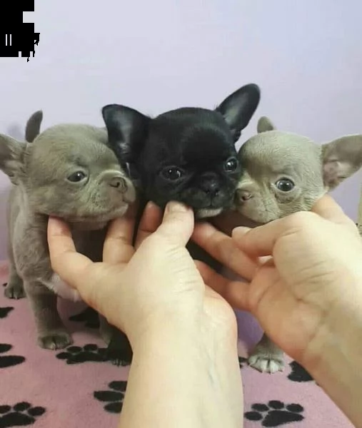 bellissimi cuccioli di chihuahua in adozione maschi e femmine darling teacup triple coat white teacu