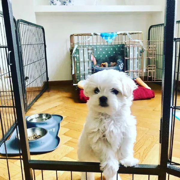 adorabili cuccioli di maltese da tè per una famiglia amorevole abbiamo adorabili cuccioli maltesi ma