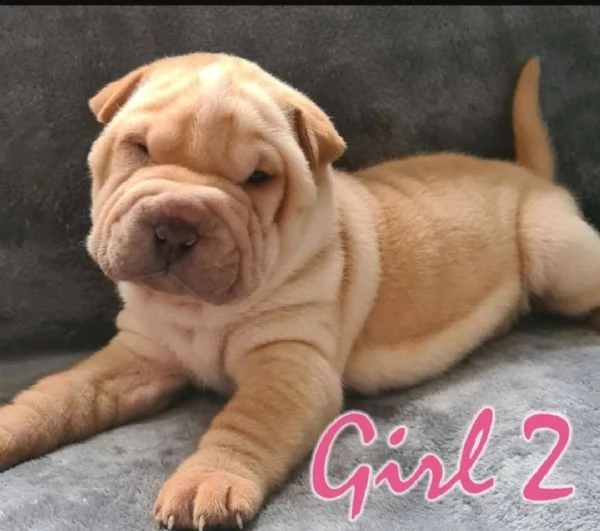 shar pei cuccioli in adozione gratuiti