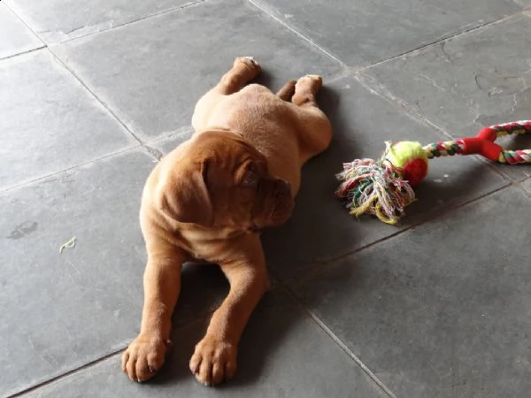 disponibili cuccioli di dogue de bordeaux | Foto 0