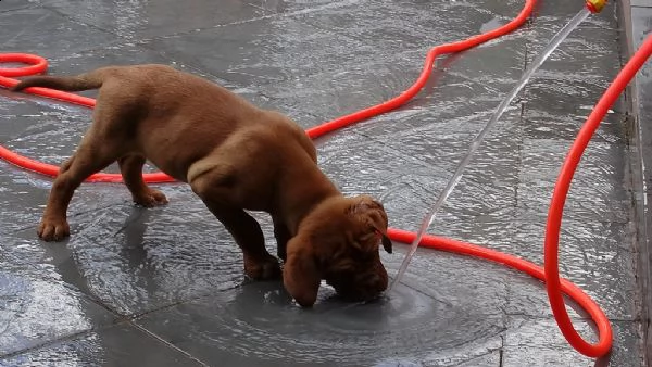 disponibili cuccioli di dogue de bordeaux