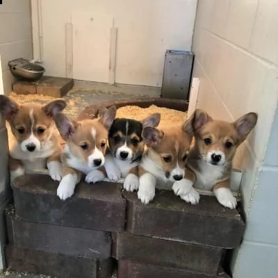 vendo cuccioli di welsh corgi