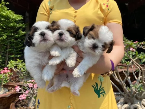 vendita cuccioli shih tzu