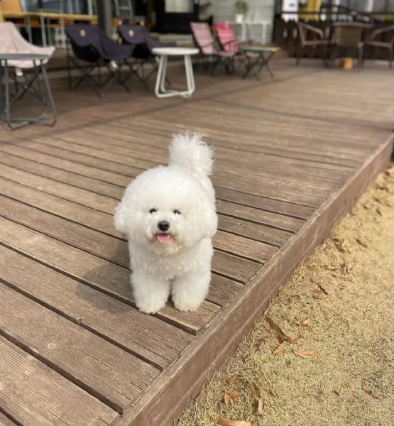 /////// adorabili cuccioli di bichon disponibili come regalo//////