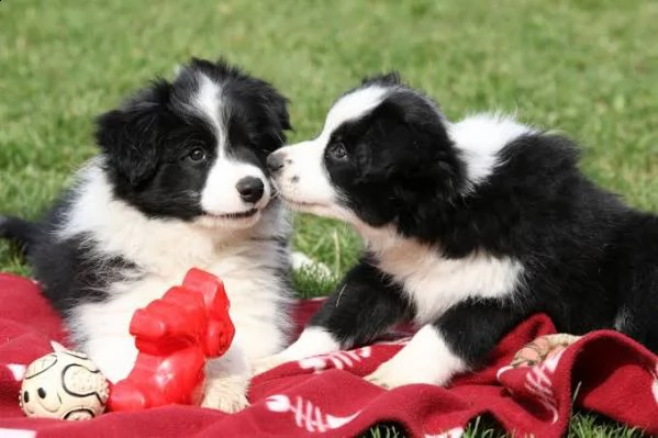 regalò border collie  | Foto 0