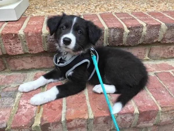 regalò border collie 