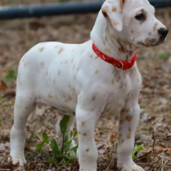 regalo dalmata | Foto 0